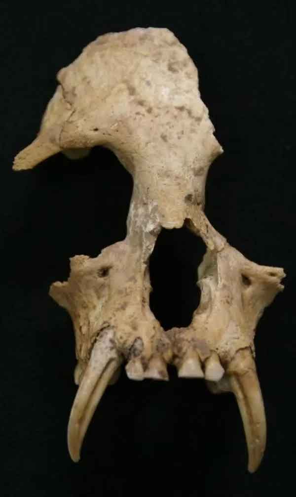 秦始皇祖母陵墓出土的它 证实为已灭绝新物种 秦始皇祖母陵墓出土的它 证实为已灭绝新物种