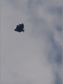 非人类飞行器？内蒙惊现“蝴蝶状”飞行物