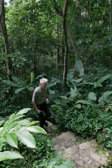 前瑞士外交官西双版纳定居 20年种出一整片森林