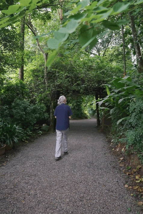 前瑞士外交官西双版纳定居 20年种出一整片森林