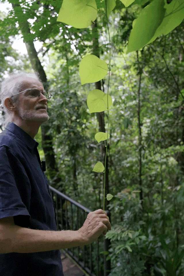 前瑞士外交官西双版纳定居 20年种出一整片森林