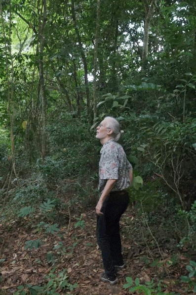 前瑞士外交官西双版纳定居 20年种出一整片森林