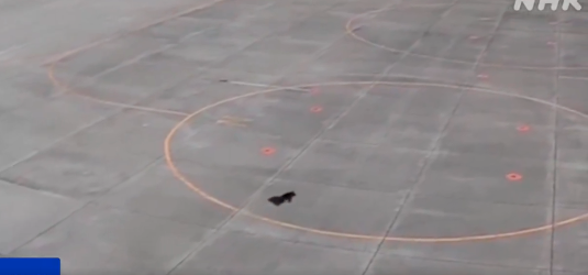 黑熊在停机坪狂奔…惊人视频曝光