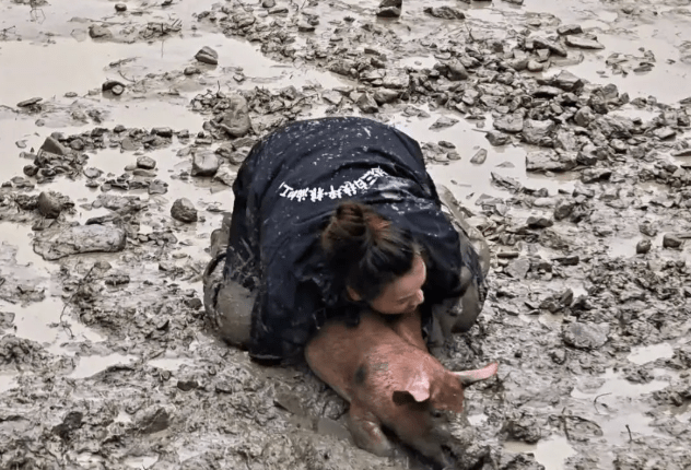 贵州办“抓猪比赛” 女子飞身压擒震撼网友 贵州办“抓猪比赛” 女子飞身压擒震撼网友