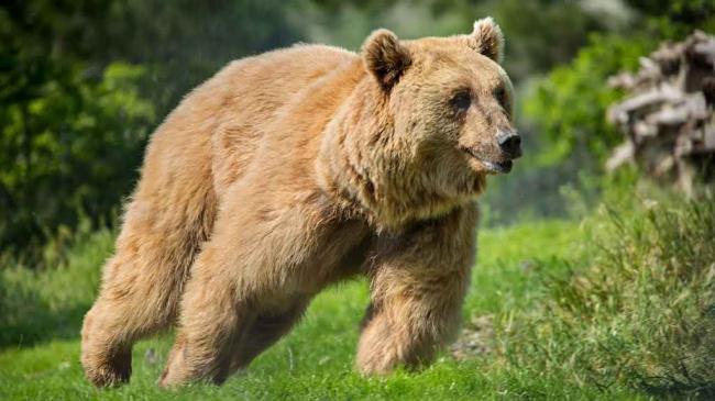 灰熊极罕见突袭一大群师生伤11人 师生奋勇抵抗 灰熊极罕见突袭一大群师生伤11人 师生奋勇抵抗