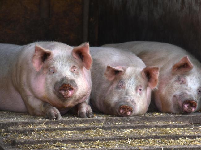 万般无奈    这国对中国猪肉出口全面喊停