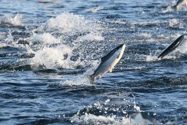 中国癌症病人增多,可能和吃这3种鱼有关 中国癌症病人增多,可能和吃这3种鱼有关