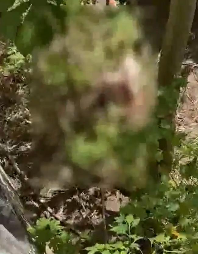 男子跳入狮舍秒遭母狮扑咬惨死 血腥过程被录下 男子跳入狮舍秒遭母狮扑咬惨死 血腥过程被录下