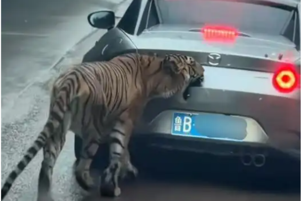 重庆女自驾驶入动物园猛兽区 被老虎追咬 重庆女自驾驶入动物园猛兽区 被老虎追咬