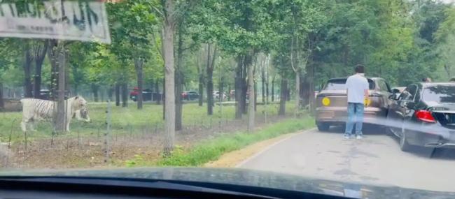 重庆女自驾驶入动物园猛兽区 被老虎追咬 重庆女自驾驶入动物园猛兽区 被老虎追咬