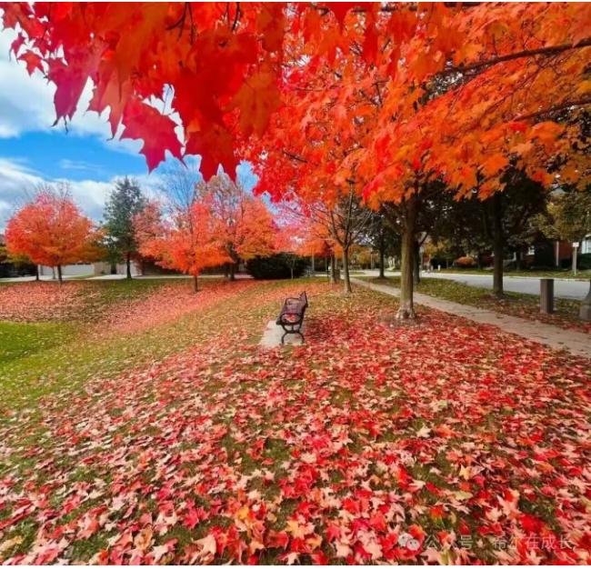 加拿大经济40年最差:中产阶级下行 自由全丧失 加拿大经济40年最差:中产阶级下行 自由全丧失