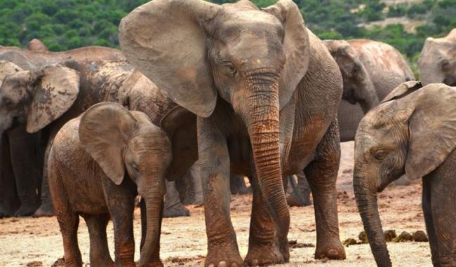 24Сʱ��5����Ұ����Ⱥ�����������