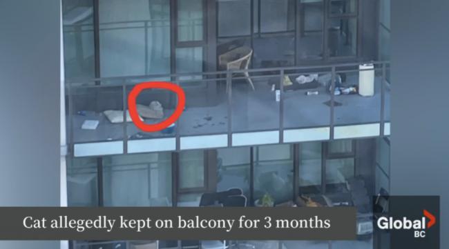 һè������̨ǿ��3���� 32ֻèװ���������ſ�