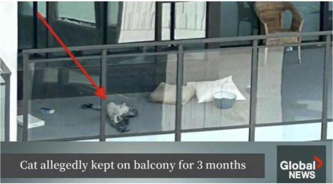 һè������̨ǿ��3���� 32ֻèװ���������ſ�