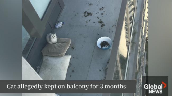 һè������̨ǿ��3���� 32ֻèװ���������ſ�