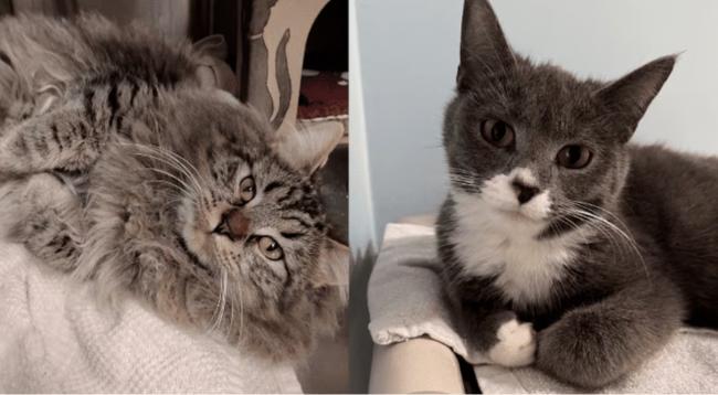 һè������̨ǿ��3���� 32ֻèװ���������ſ�