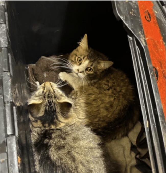 һè������̨ǿ��3���� 32ֻèװ���������ſ�