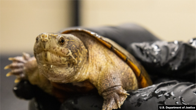 �й�������˽�ڹ궾�߱����� ������