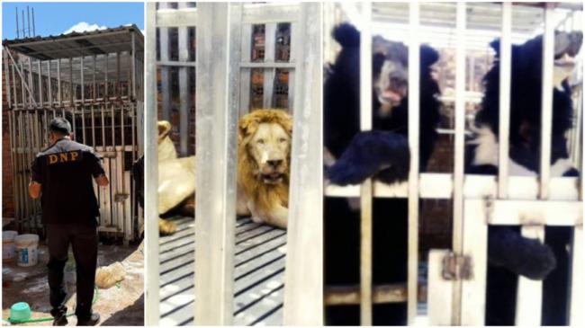 ̩���ڼ��ĳ����ֵ�ʨ�Ӻ���ʲô��; ϸ˼����