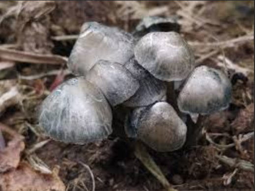 ����Ģ�������㿴��С�˹�