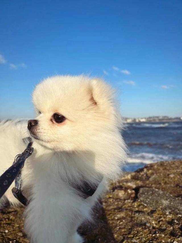 章泽天晒“迪拜照”不到12小时,恶心的一幕发生 章泽天晒“迪拜照”不到12小时,恶心的一幕发生