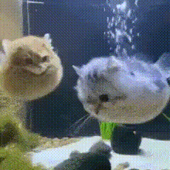 640 (5).gif