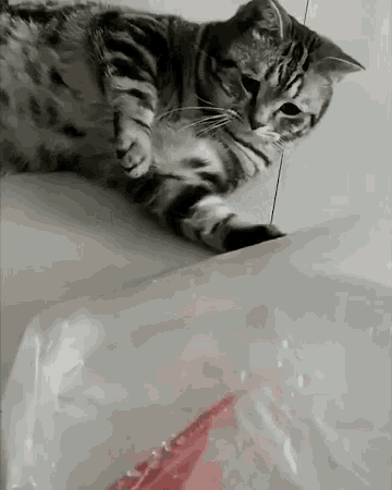640 (15).gif