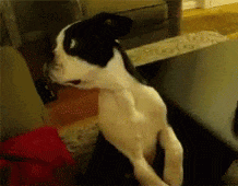 640 (4).gif