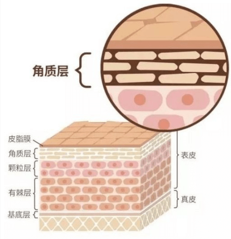 角质层过厚别硬搓 温和代谢+精准护理 角质层过厚别硬搓 温和代谢+精准护理