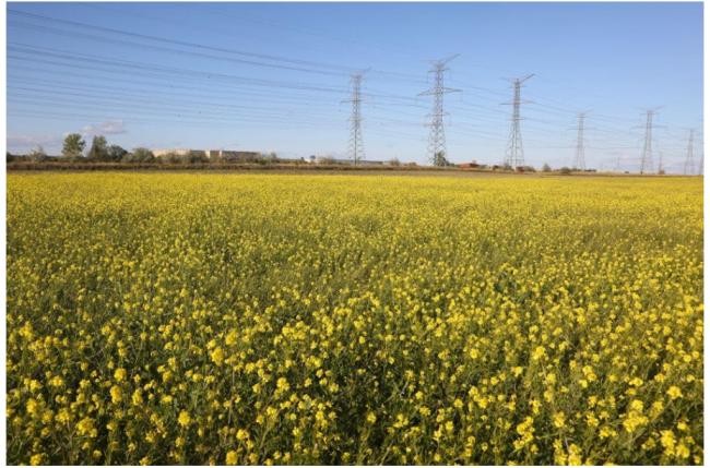 加国总理卡尼笑了，北京兑现诺言大幅订购....