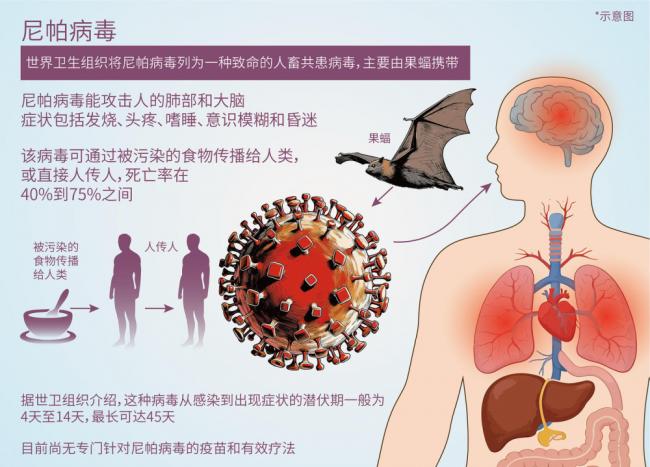尼帕病毒会成全球大流行吗 专家谈关键一点