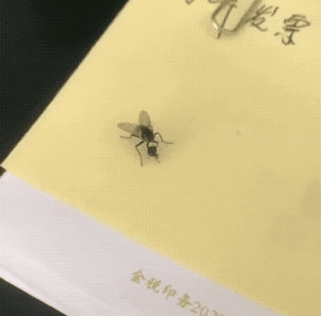 为什么苍蝇总喜欢搓手?甚至会把头搓下来? 为什么苍蝇总喜欢搓手?甚至会把头搓下来?