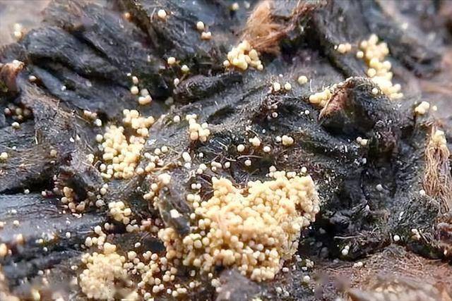 5种茶叶被列入“伤肝名单” 再爱喝也要管住嘴