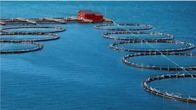 不敢吃了，为什么说三文鱼是"毒药"