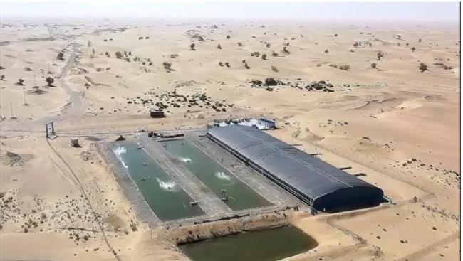 不敢吃了，为什么说三文鱼是"毒药"