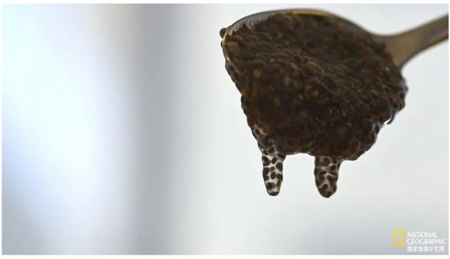 奇亚籽为何是超级食物？到底怎么吃