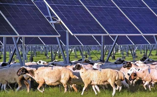 中国第7大沙漠铺满光伏板,结果震惊了 中国第7大沙漠铺满光伏板,结果震惊了