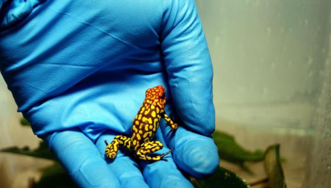 极其罕见，极毒！杀死纳瓦尔尼的箭毒蛙毒素