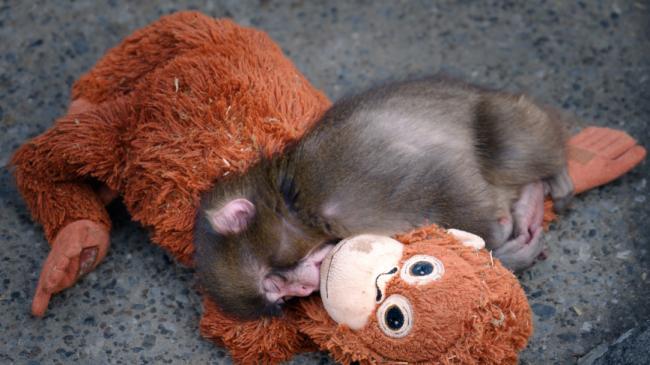 ��ܰ�����飡�ձ��¶�С��������ë������ߺ�