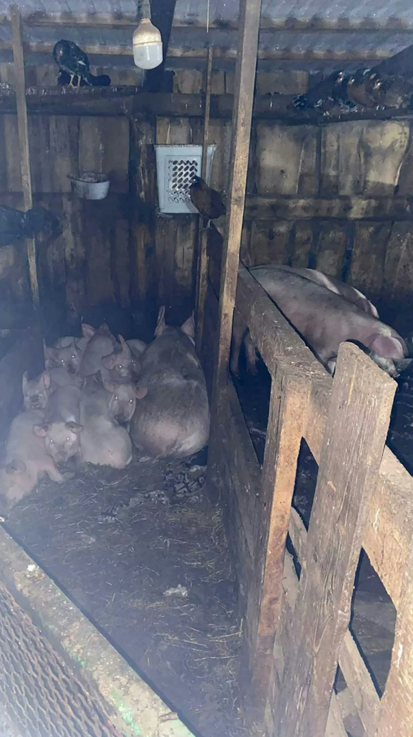 ��Ů��Ⱥ������ʳ��Ѫ������ ���������������