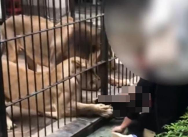 动物园喂食出事!广东女童遭母狮突伸利爪... 动物园喂食出事!广东女童遭母狮突伸利爪...