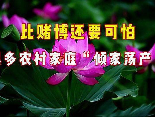 �ȶĲ������µĶ����������Ļٵ��й�������ͥ