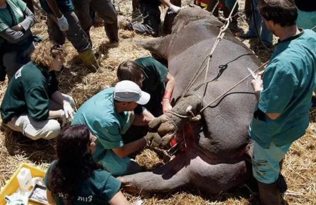 给河马做绝育手术，史诗级困难