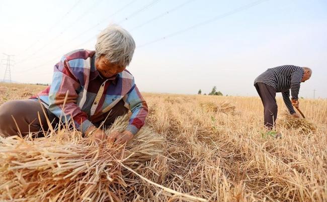 中国农民倒了什么血霉，被这样的人研究