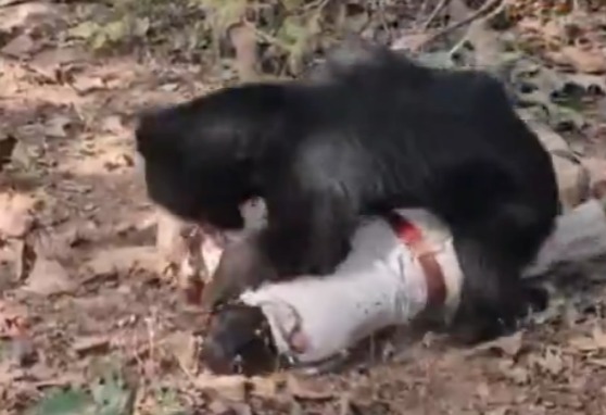 ���ӱ�ҧ��  ��������Ҳ���� ���Ϸ贫