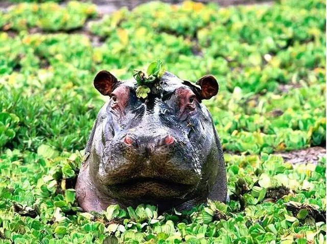 突如其来的死亡冲刷,河马的粪便有多恐怖? 突如其来的死亡冲刷,河马的粪便有多恐怖?