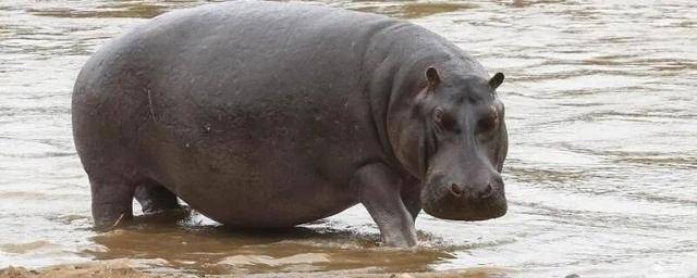 突如其来的死亡冲刷,河马的粪便有多恐怖? 突如其来的死亡冲刷,河马的粪便有多恐怖?