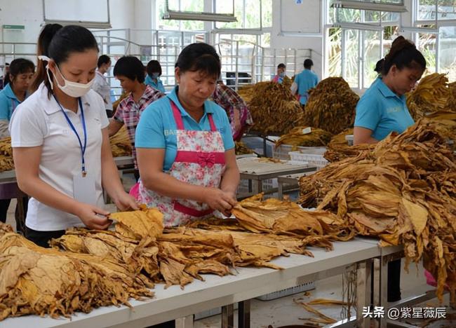 中国第一纳税大户 相当于21个华为 28个腾讯 中国第一纳税大户 相当于21个华为 28个腾讯