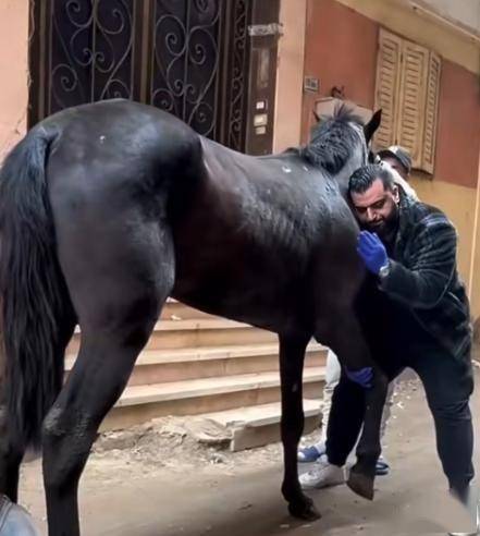 为什么马的腿断了必须死?几百万的赛马也不例外 为什么马的腿断了必须死?几百万的赛马也不例外