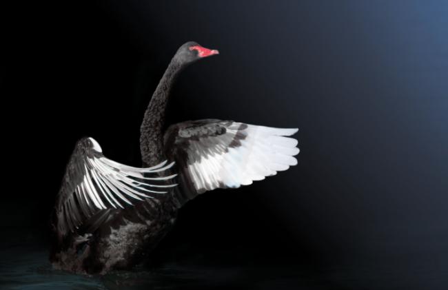 中国经济的黑天鹅来了吗? 中国经济的黑天鹅来了吗?